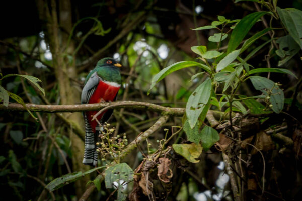 Los animales silvestres vitales para mantener el equilibrio ecológico: CARDER