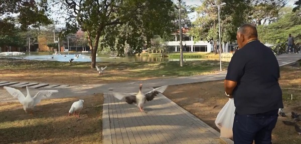 Los gansos tienen su guardián en Unimagdalena