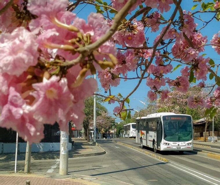 Por desfile de Guacherna, Transmetro operará hasta las 9:00 p.m. este viernes