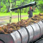 Producción de aceite de palma llegará 1,8 millones de toneladas