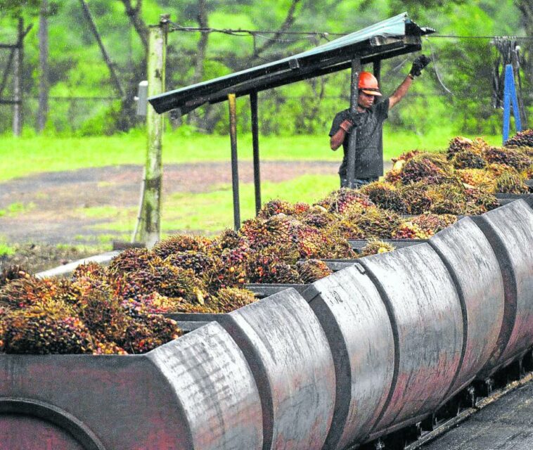 Producción de aceite de palma llegará 1,8 millones de toneladas