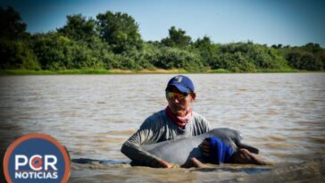 RESCATAN A DOS TONINAS QUE SE ENCONTRABAN EN PELIGRO DE MUERTE