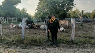 Recuperaron 9 bovinos avaluados en más de 40 millones en zona rural de Saldaña