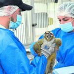 Rescatan a 108 monos que eran usados para estudios biomédicos
