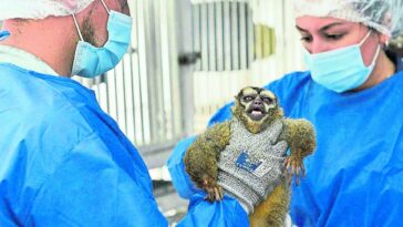 Rescatan a 108 monos que eran usados para estudios biomédicos