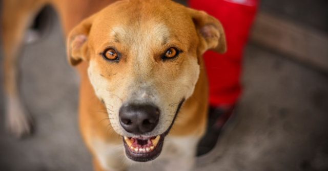 Secretaría TIC del Quindío apoya feria en beneficio de las mascotas del barrio El Paraíso