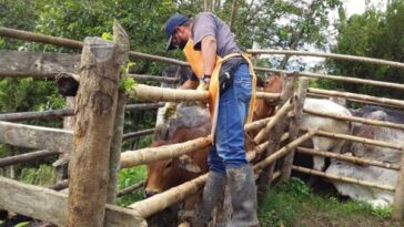arranca vacunación contra fiebre aftosa en las zonas de frontera con Venezuela