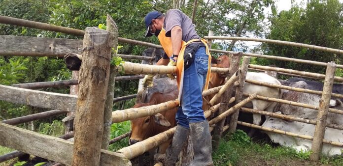 arranca vacunación contra fiebre aftosa en las zonas de frontera con Venezuela