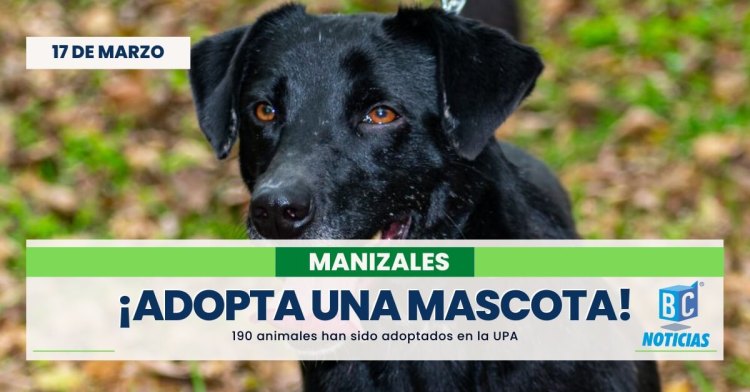 190 animales de la UPA han encontrado un hogar en lo corrido del 2023