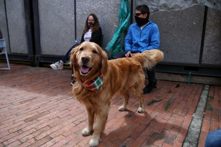 Ahora podrá pelear la custodia de su perro en un divorcio