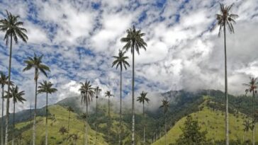 Alternativas para proteger el ‘Árbol Nacional’ en Semana Santa