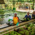Asbama realizará el primer Congreso Bananero del Caribe colombiano