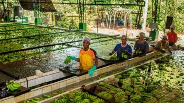 Asbama realizará el primer Congreso Bananero del Caribe colombiano