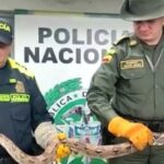Autoridades ambientales han incautado alrededor de cuatro boas constrictor en el Quindío