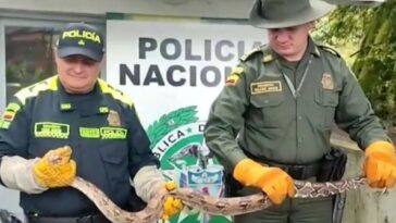 Autoridades ambientales han incautado alrededor de cuatro boas constrictor en el Quindío
