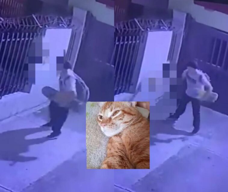 Autoridades buscan a hombre que golpeó brutalmente a un gato en Ibagué y lo mató