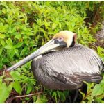 Aves silvestres en Tumaco se están muriendo, tuvieron que declarar cuarentena sanitaria por influenza aviar