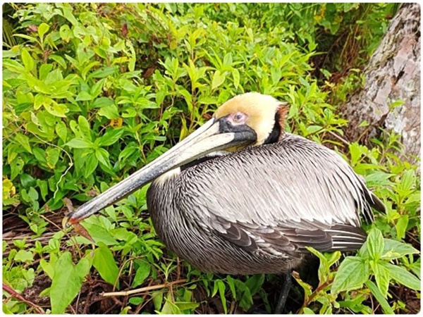 Aves silvestres en Tumaco se están muriendo, tuvieron que declarar cuarentena sanitaria por influenza aviar