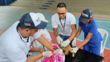 Brigada médica veterinaria atendió a 76 felinos y 123 caninos en Morichal