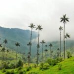 CRQ busca combatir el tráfico ilegal de palma de cera y fauna durante la Semana Santa