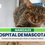 Conozca los servicios que presta el Hospital Público de Mascotas