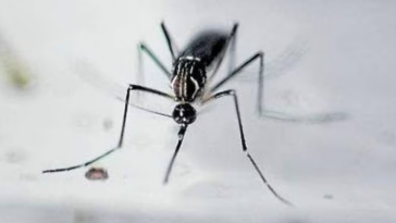 Cundinamarca: Alerta máxima por brote de dengue en municipios del departamento