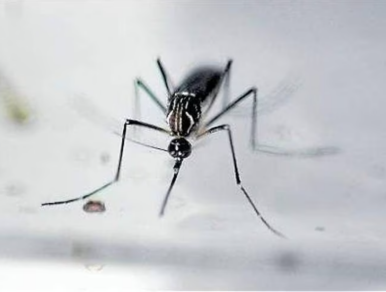 Cundinamarca: Alerta máxima por brote de dengue en municipios del departamento