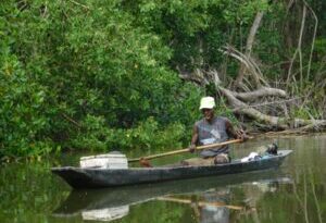 Día Internacional de los Bosques: Larga vida a los bosques de manglar