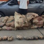 En Córdoba se disparó el tráfico de tortugas hicoteas previo a la Semana Santa