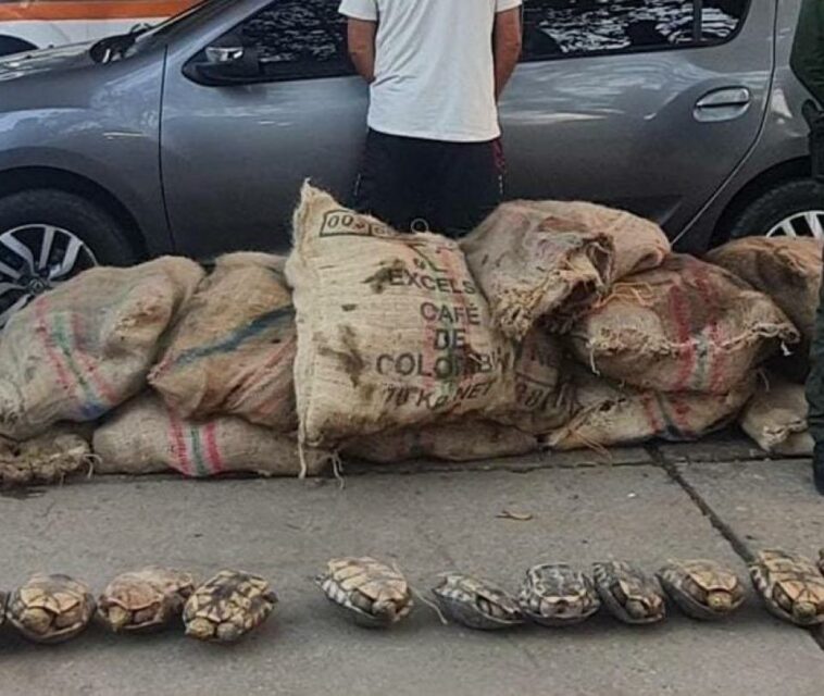 En Córdoba se disparó el tráfico de tortugas hicoteas previo a la Semana Santa