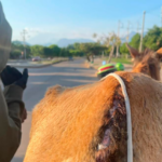 En Valledupar capturaron a un hombre por maltrato animal a un caballo