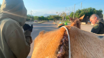 En Valledupar capturaron a un hombre por maltrato animal a un caballo