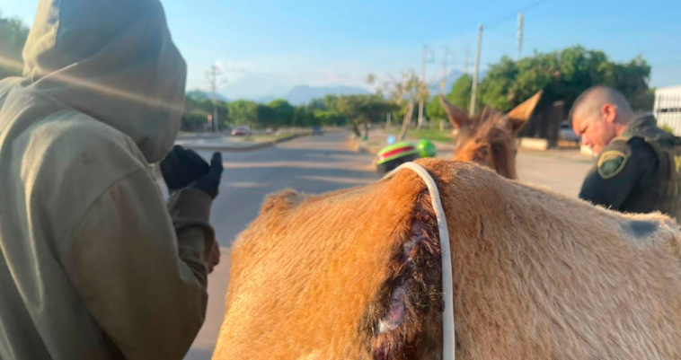 En Valledupar capturaron a un hombre por maltrato animal a un caballo