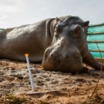 Exportarán a 70 hipopótamos de Pablo Escobar a la India y México