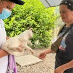 Iniciaron jornadas de esterilización de felinos y caninos en Yopal 