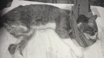 En la imagen se ve un gato acostado con su pata amputada. Tiene un cartón en el cuello.