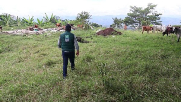 Más de un centenar de ganado vacuno, afectan los suelos del Guásimo