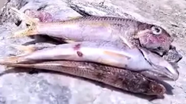 Mortandad de peces en la Bahía