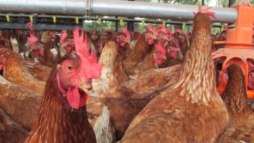 Desde el Ica señalan que no existe riesgo en el consumo de huevos y carne de pollo, sin embargo piden tomar medidas para contrarrestar la influenza aviar.
