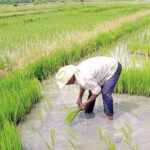 arroz cultivos