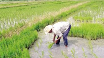 arroz cultivos