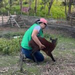 Rescatan tres venados colorados en el sur del Huila.