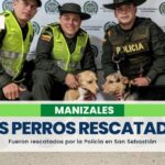 Rescataron a dos perros que estaban abandonados en una vivienda en San Sebastián