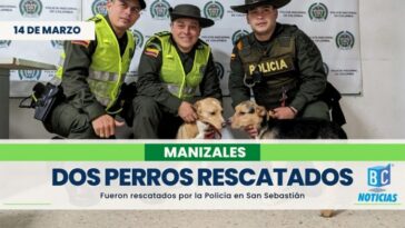 Rescataron a dos perros que estaban abandonados en una vivienda en San Sebastián