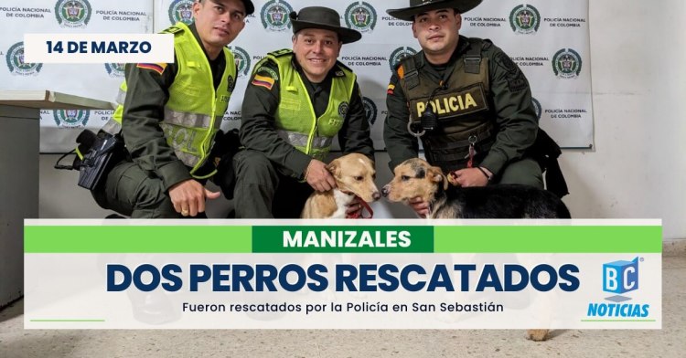 Rescataron a dos perros que estaban abandonados en una vivienda en San Sebastián