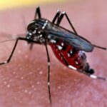 Se disparan casos de dengue en Córdoba