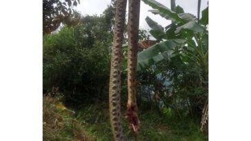 serpiente gigante