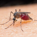 Sigue la alerta en Risaralda por posible aumento de casos de dengue