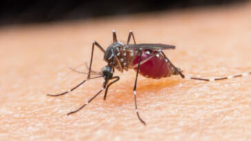 Sigue la alerta en Risaralda por posible aumento de casos de dengue