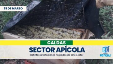 Temporada invernal ha afectado al sector apícola de Caldas